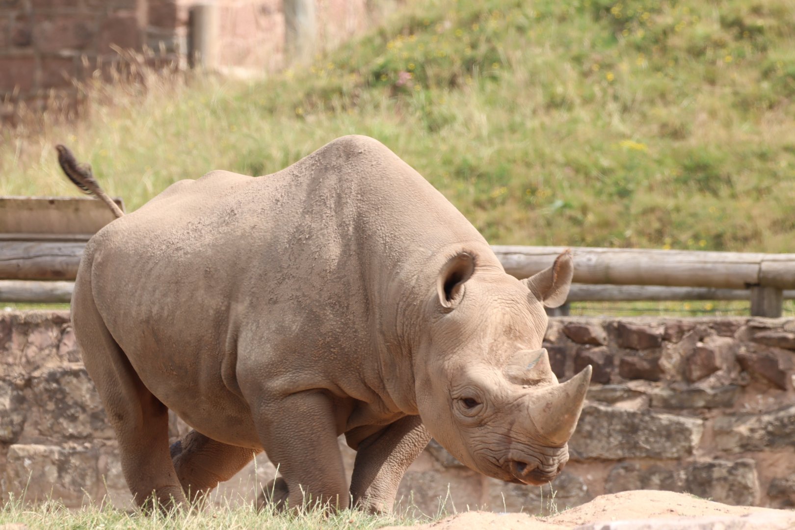 Eeastern Black Rhinoceros