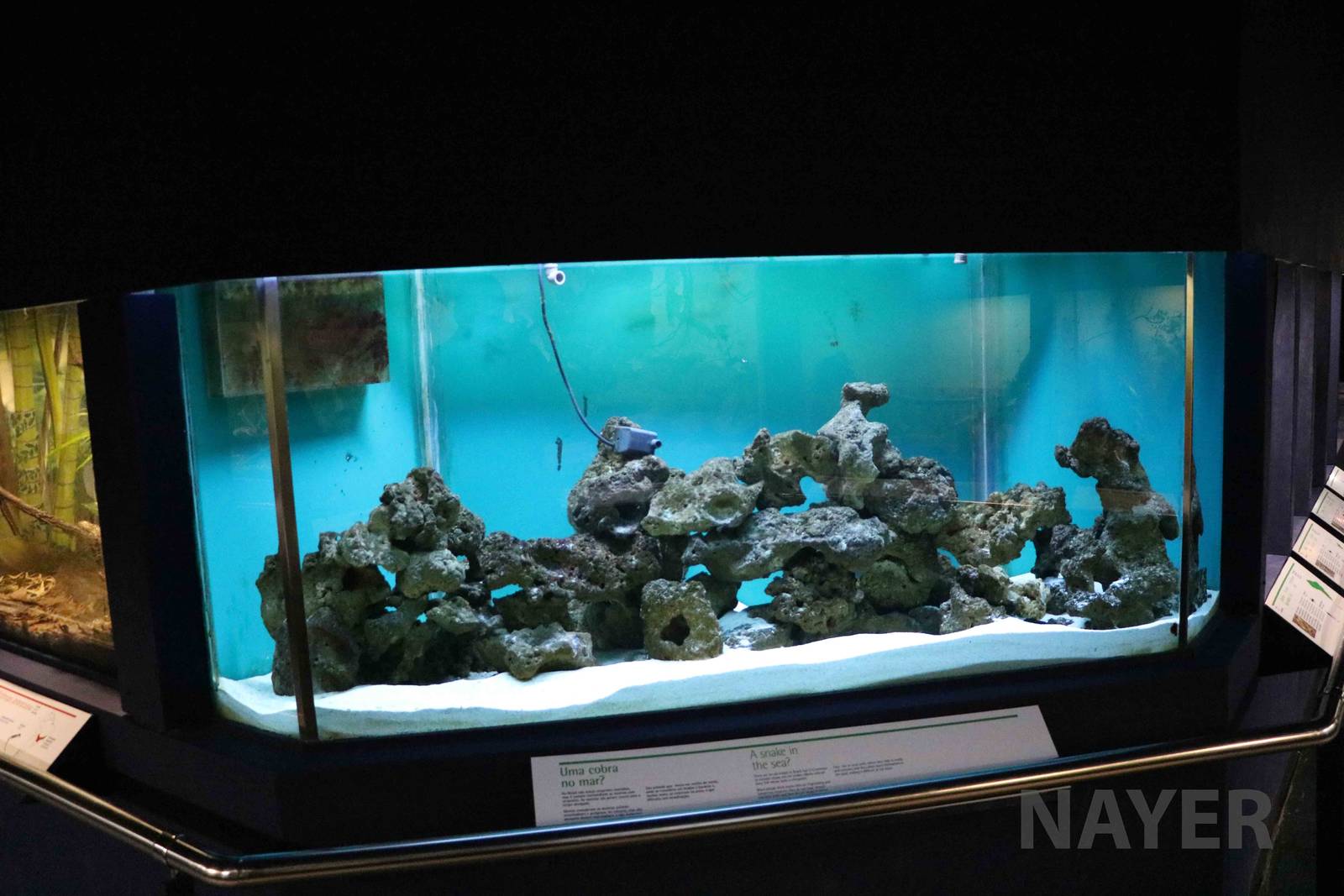 Eel enclosure - Instituto Butantan, 2016