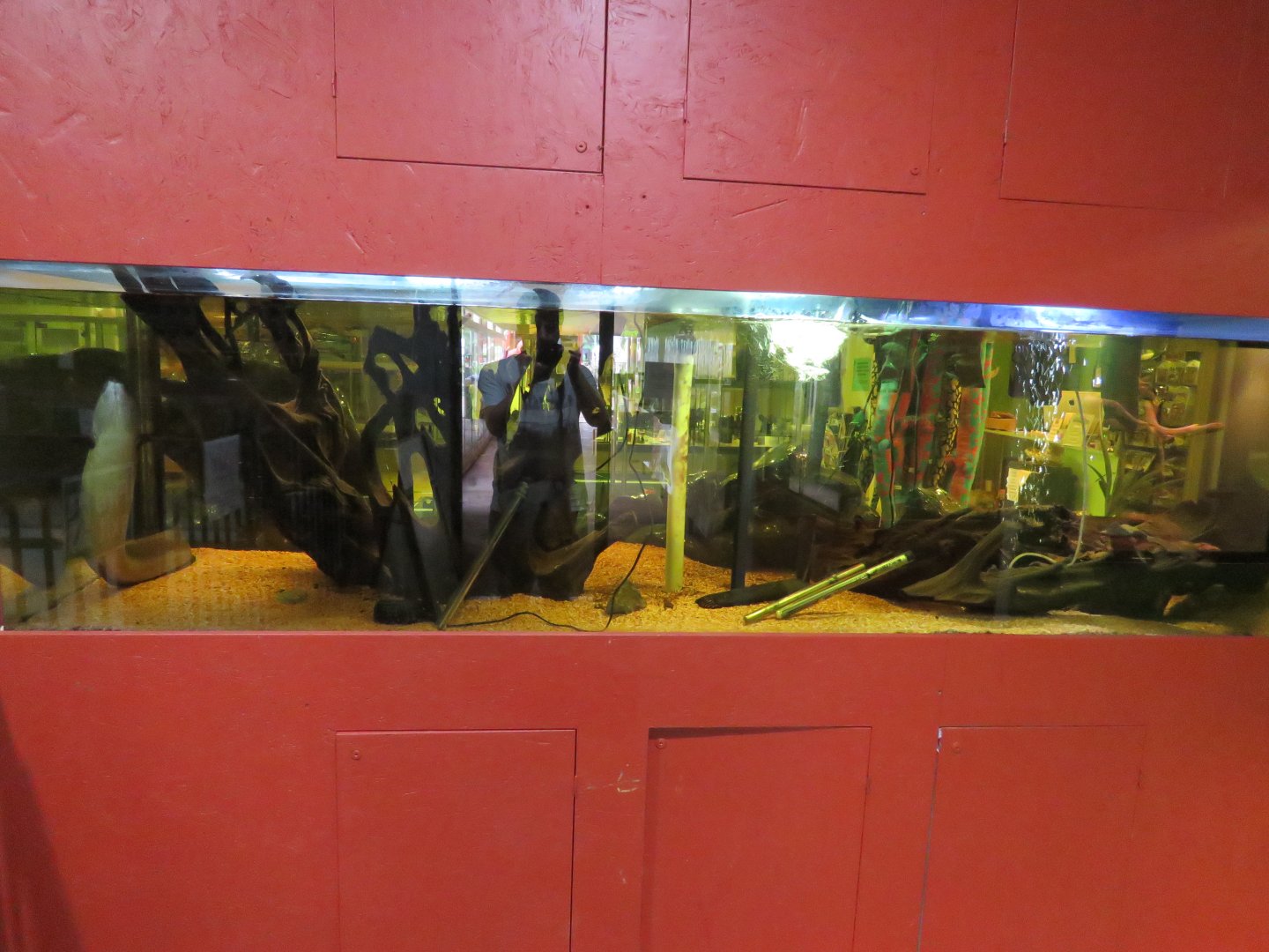 Eel exhibit