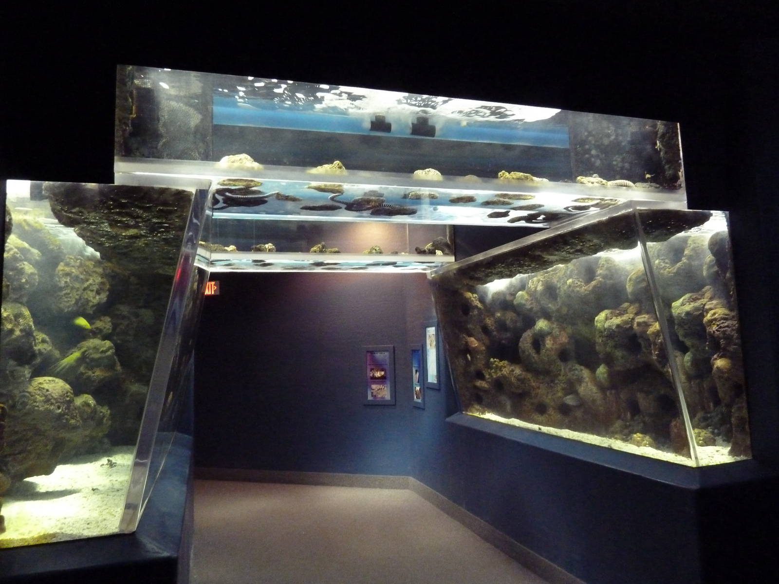 Eel Exhibits (4 Species)