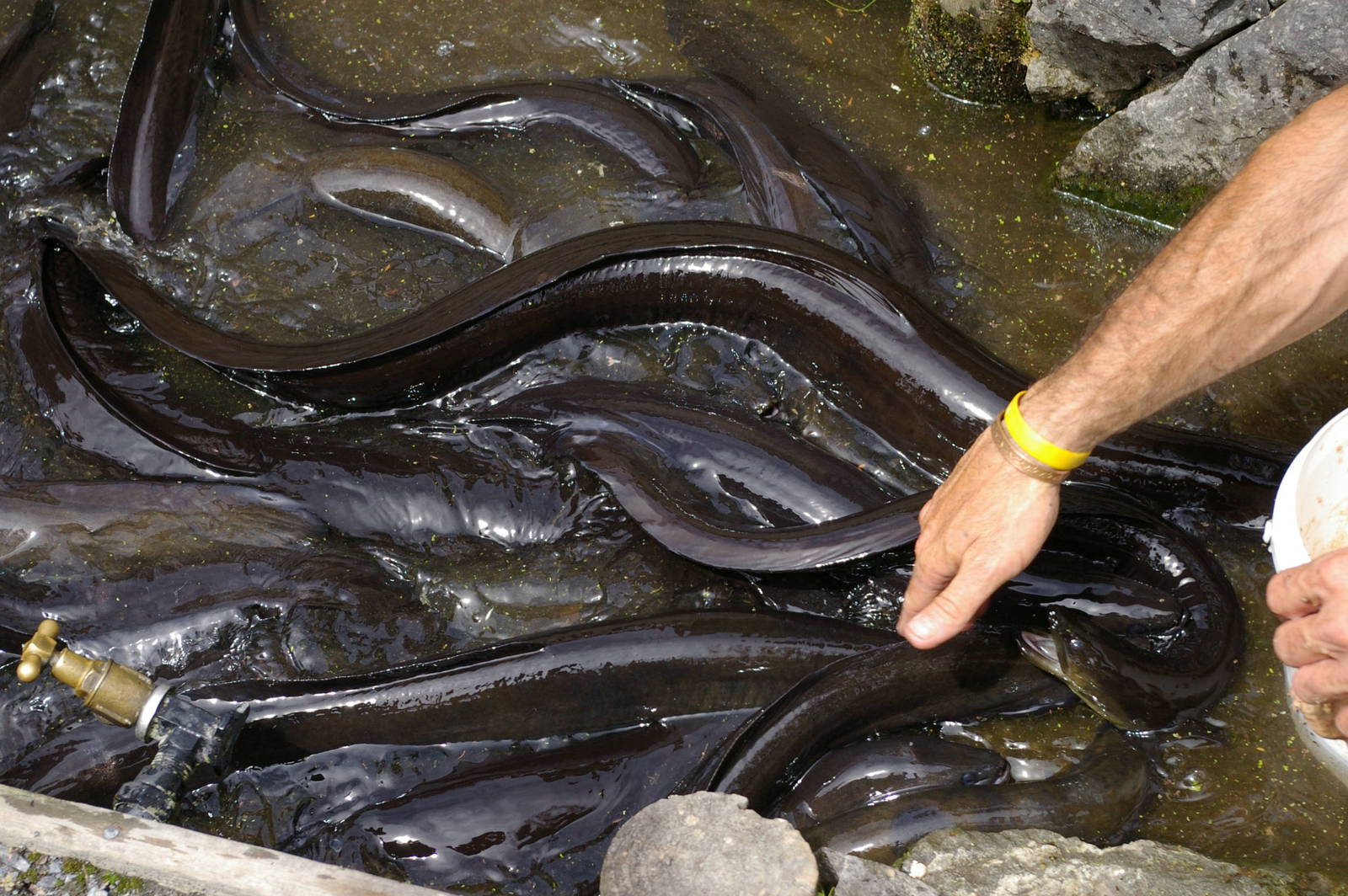 eel feeding at Nga Manu
