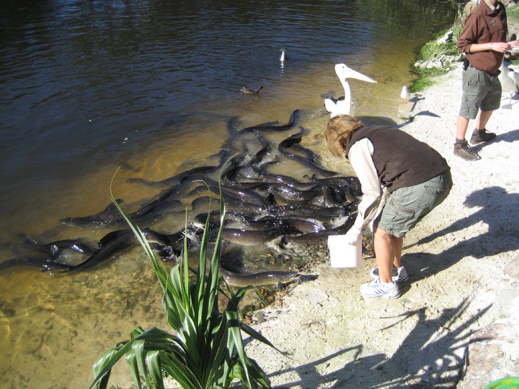 Eel feeding