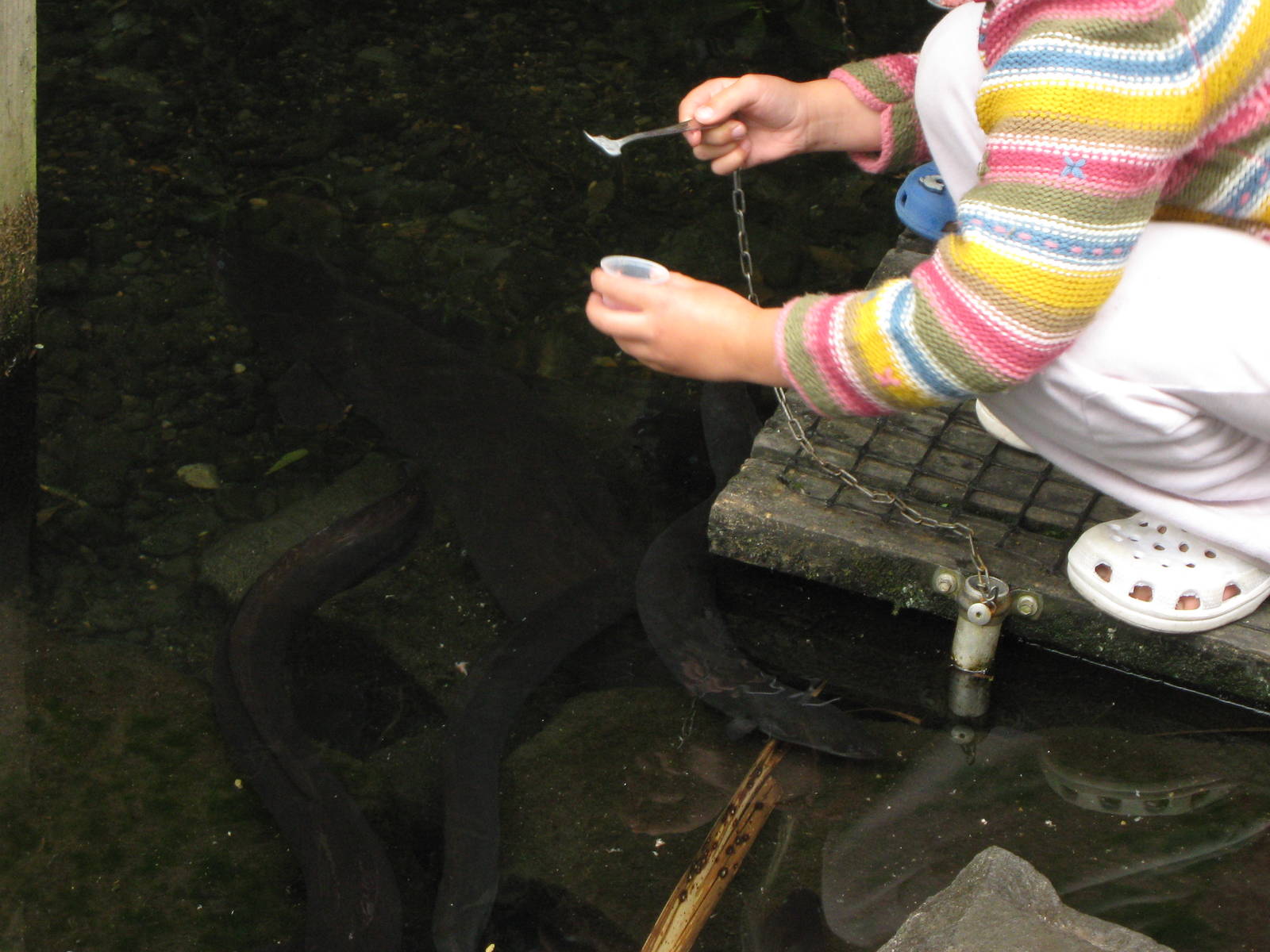 eel feeding