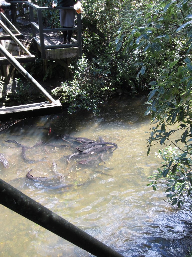 Eel feeding