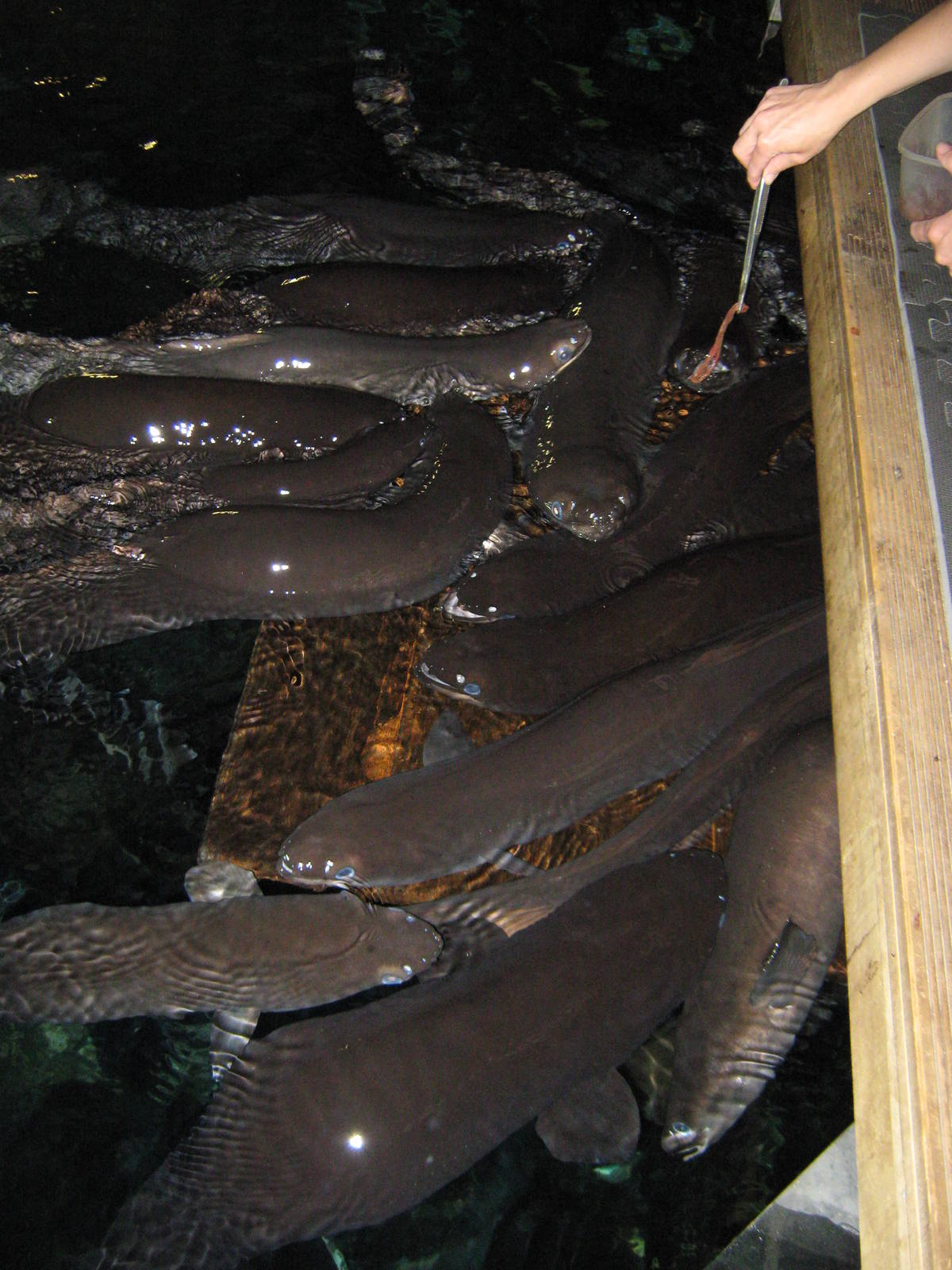 eel feeding