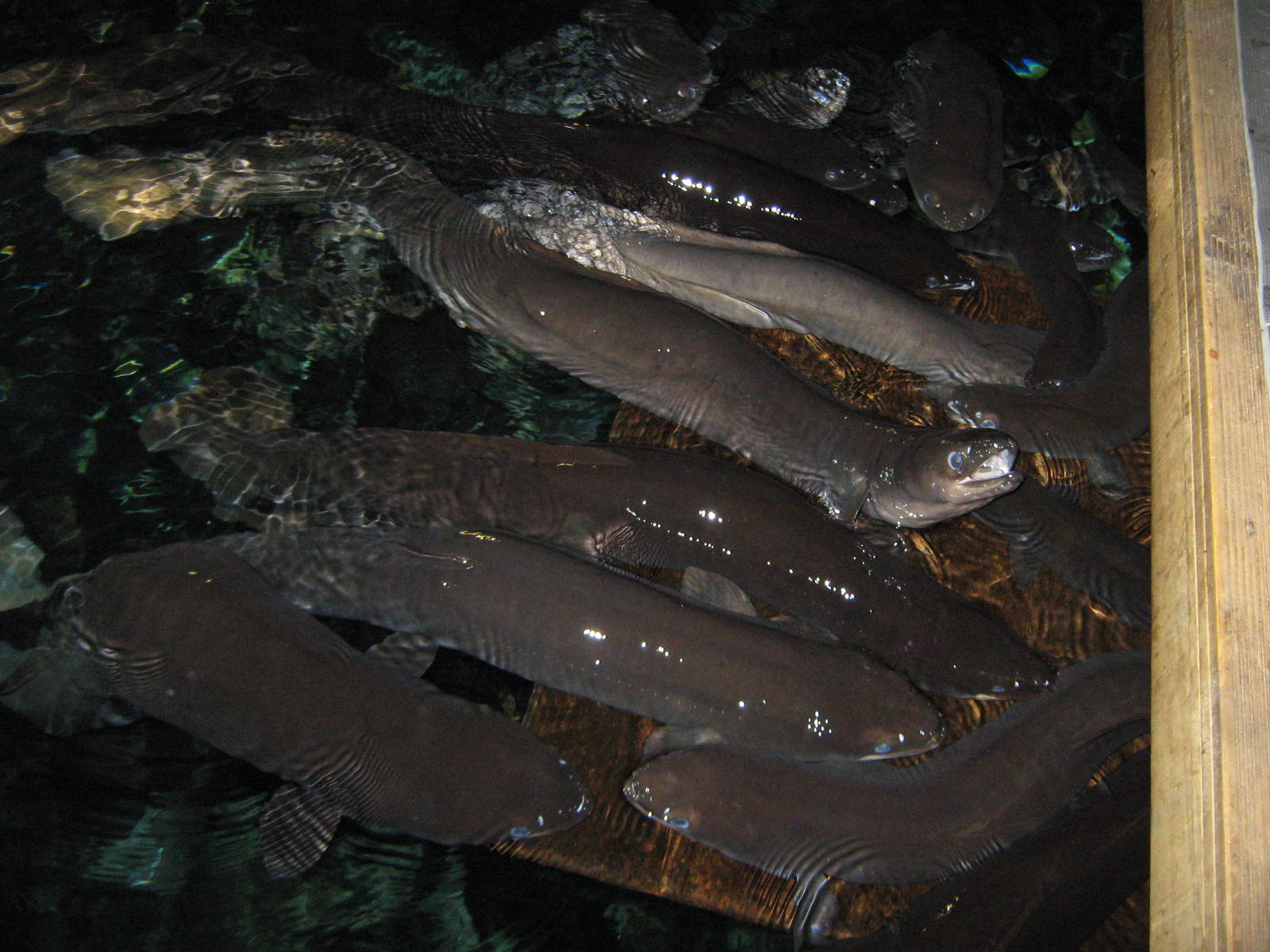 eel feeding