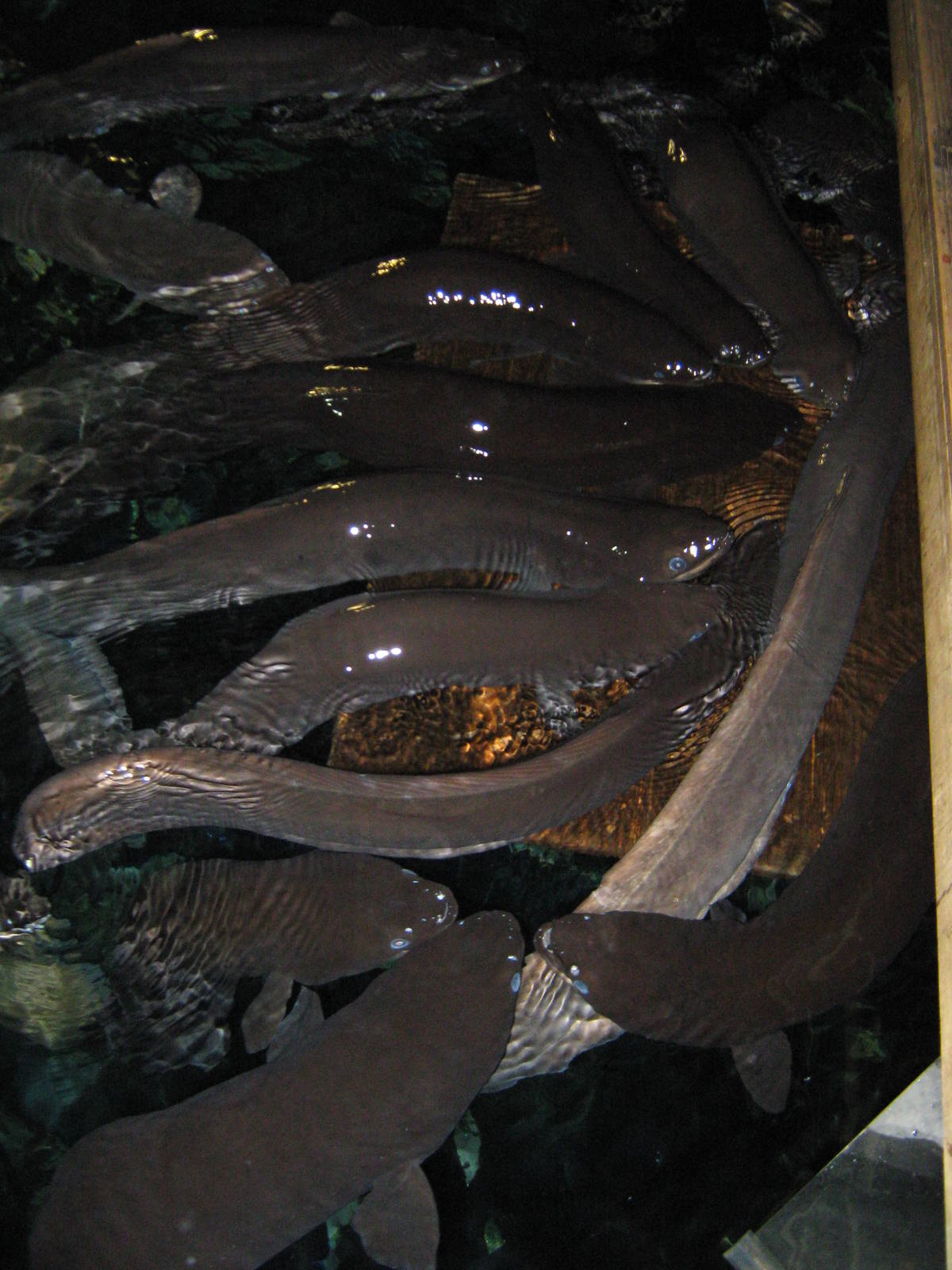 eel feeding
