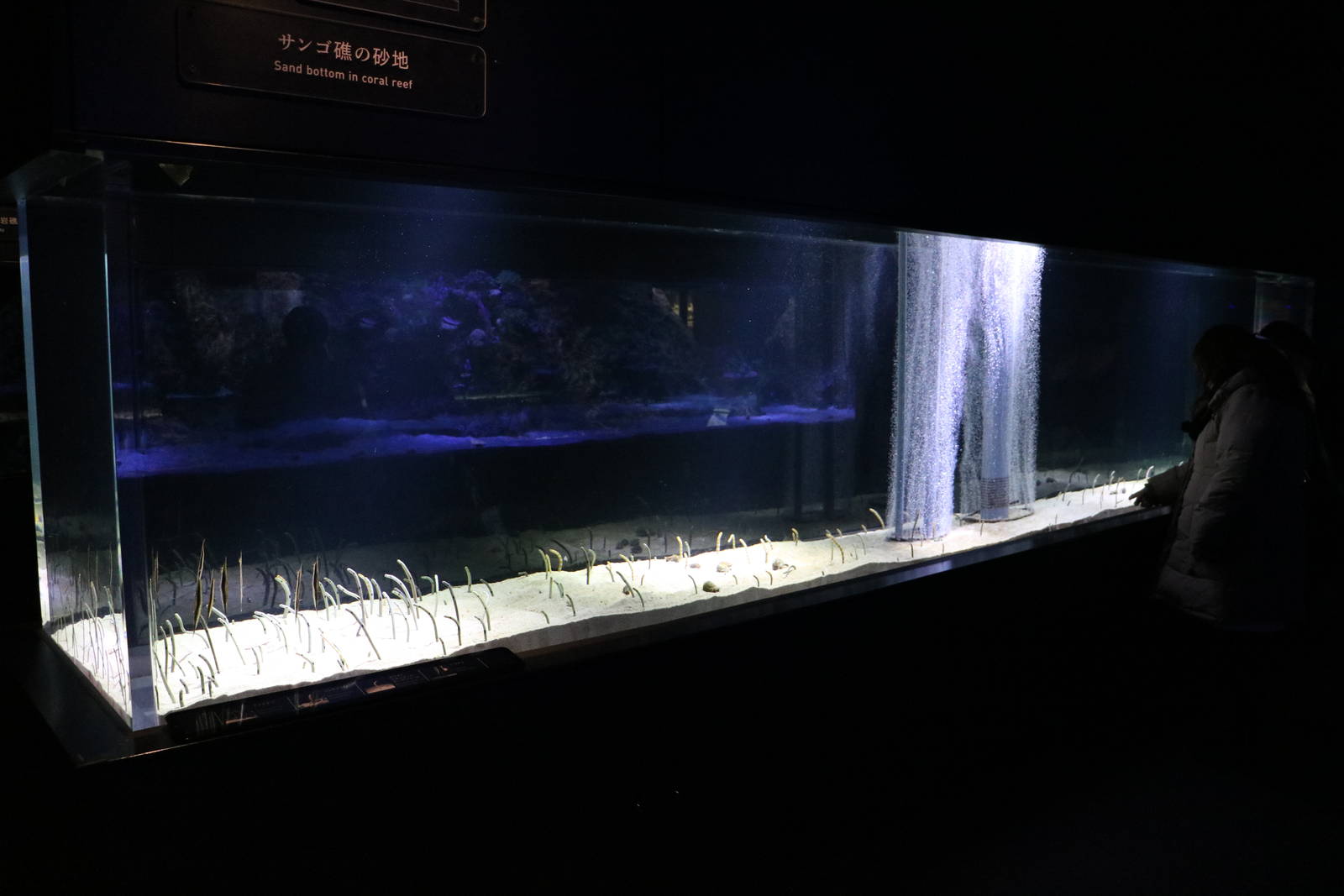 Eel garden tank - Sumida Aquarium, February 2016