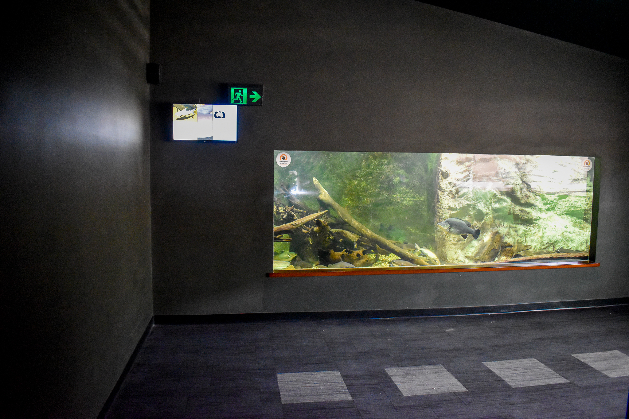 Eel/Golden Perch/Fork-tailed Catfish Tank