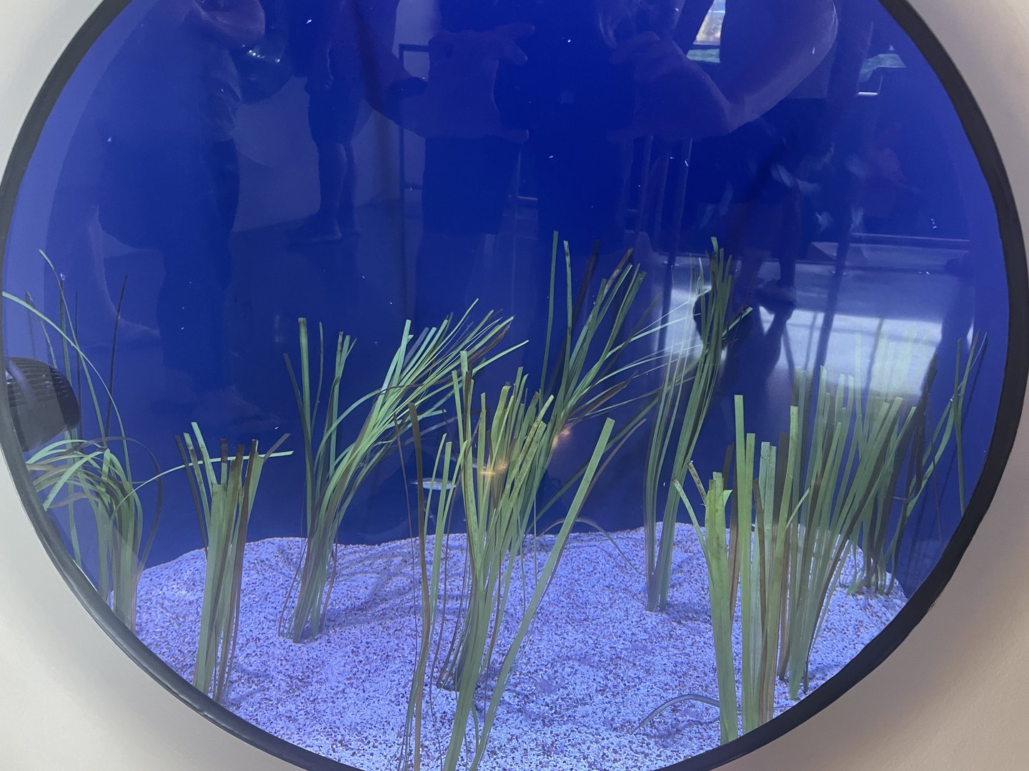 Eel Grass Bed Tank