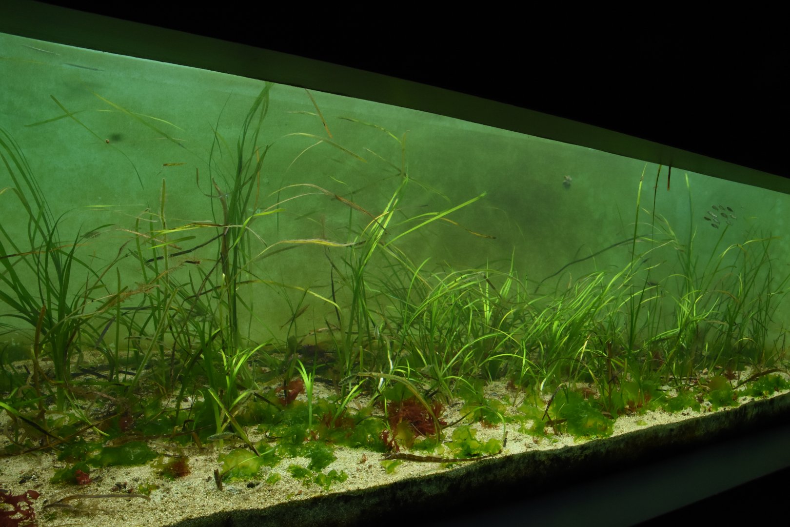 Eel Grass tank
