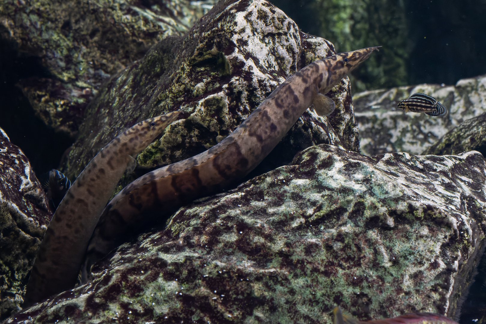 Eel ID - Palmiarnia Gliwice