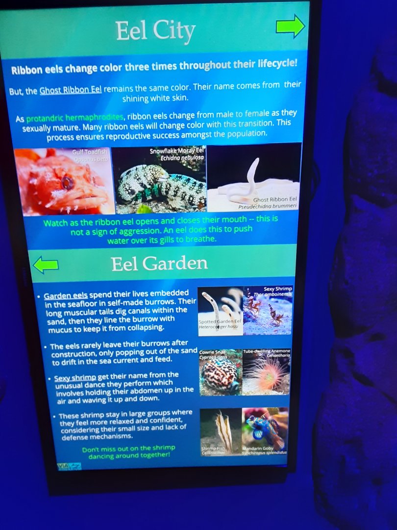 Eel Signage