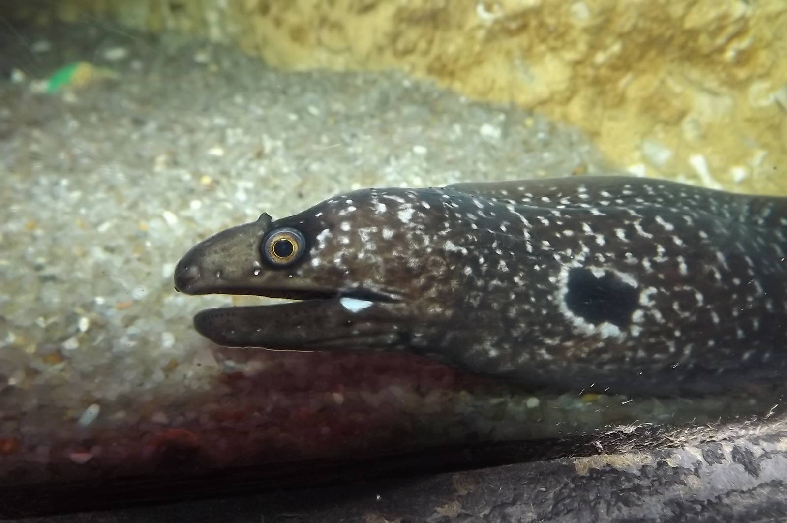 Eel sp? at SEA LIFE Blackpool 30/06/12