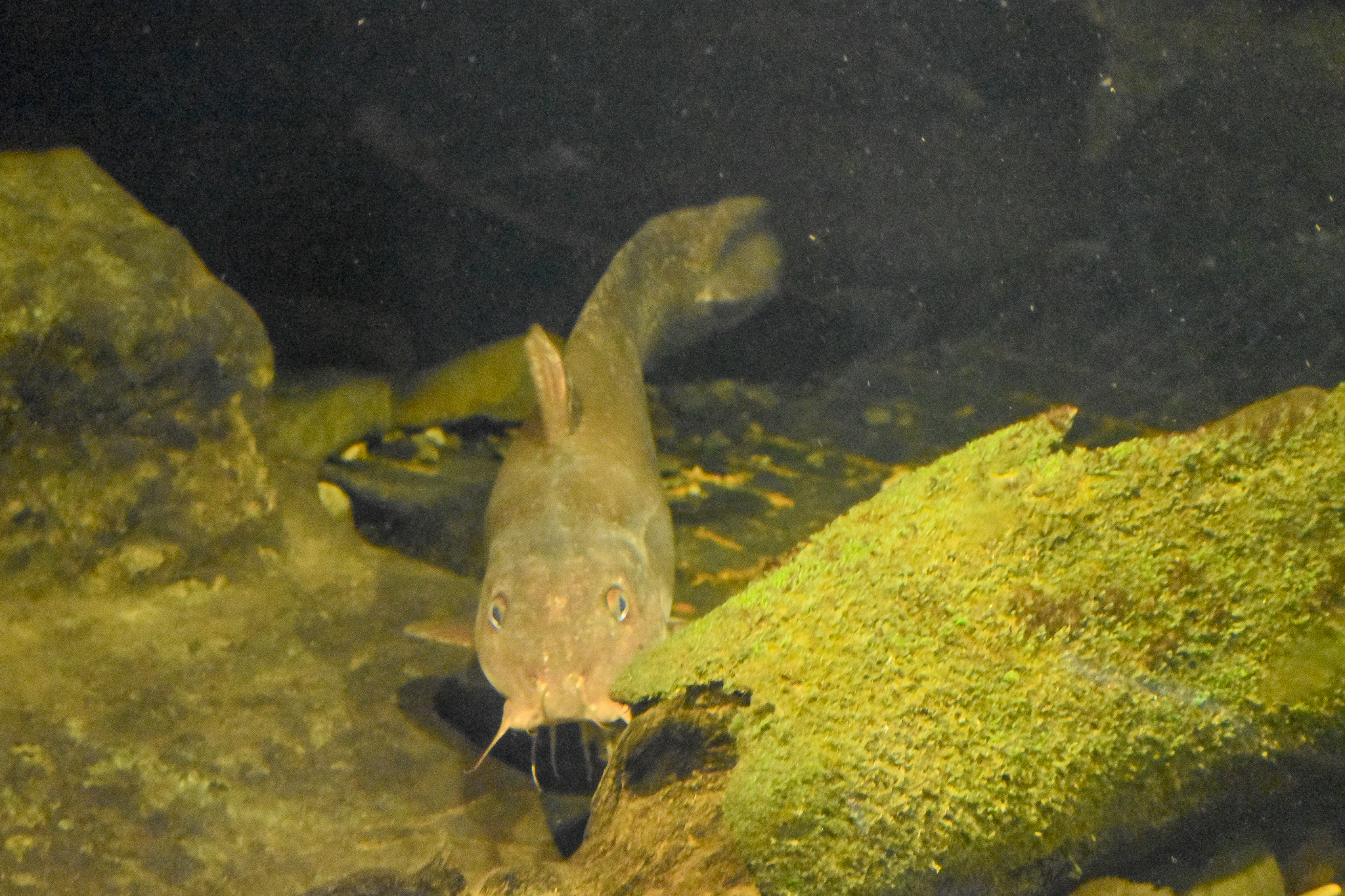 Eel-tailed Catfish (Tandanus tandanus)
