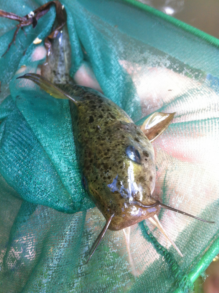 Eel-tailed Catfish (Tandanus tandanus)