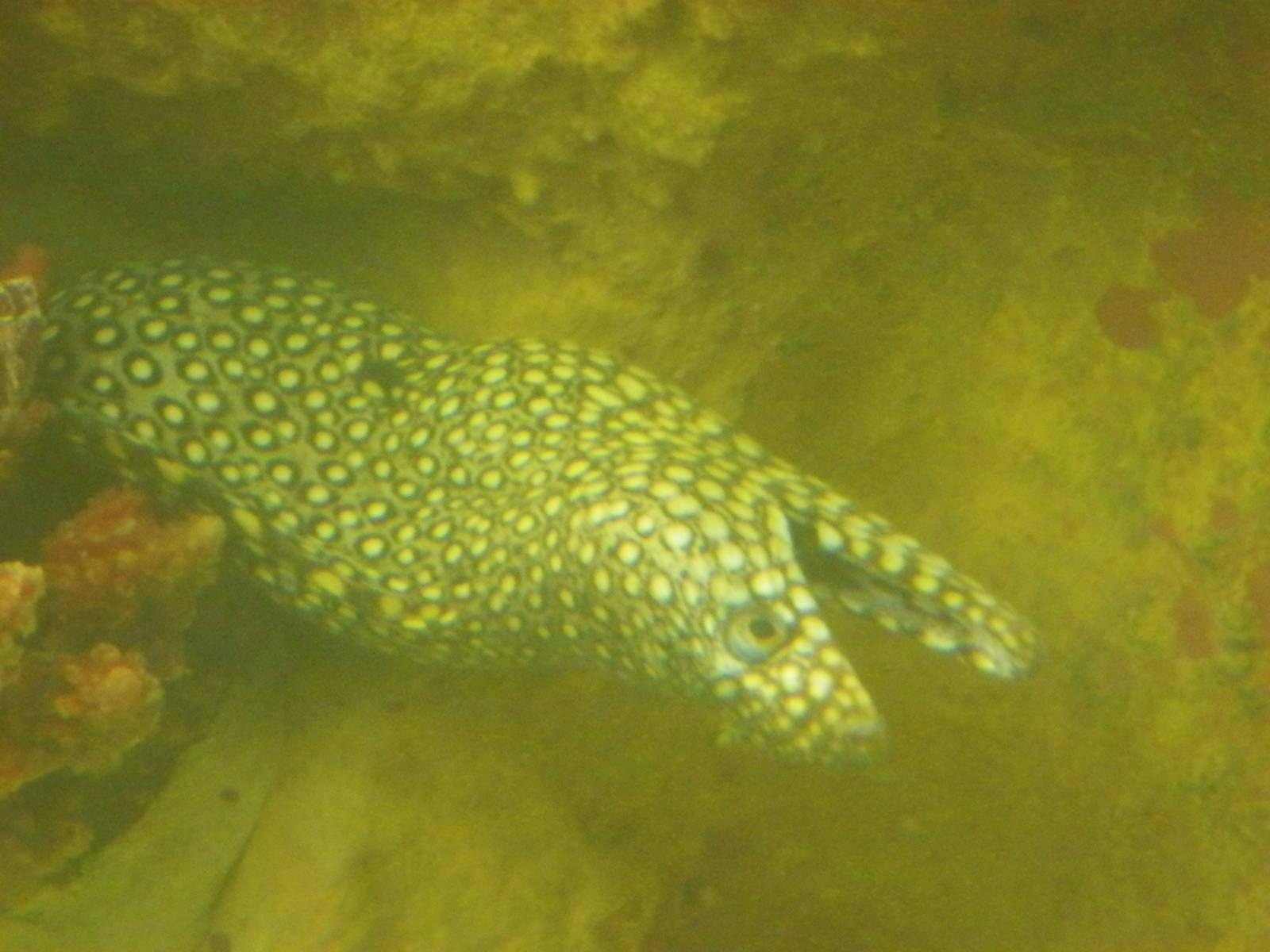 Eel