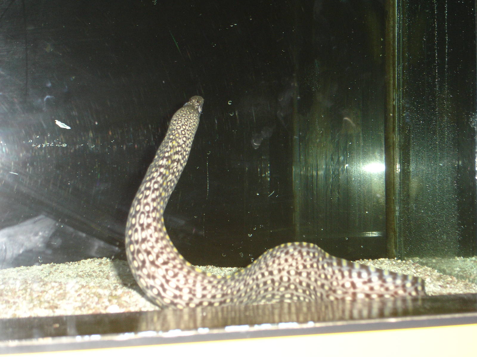 Eel