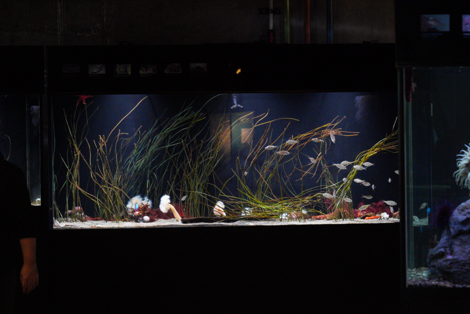 Eelgrass Biotope Display