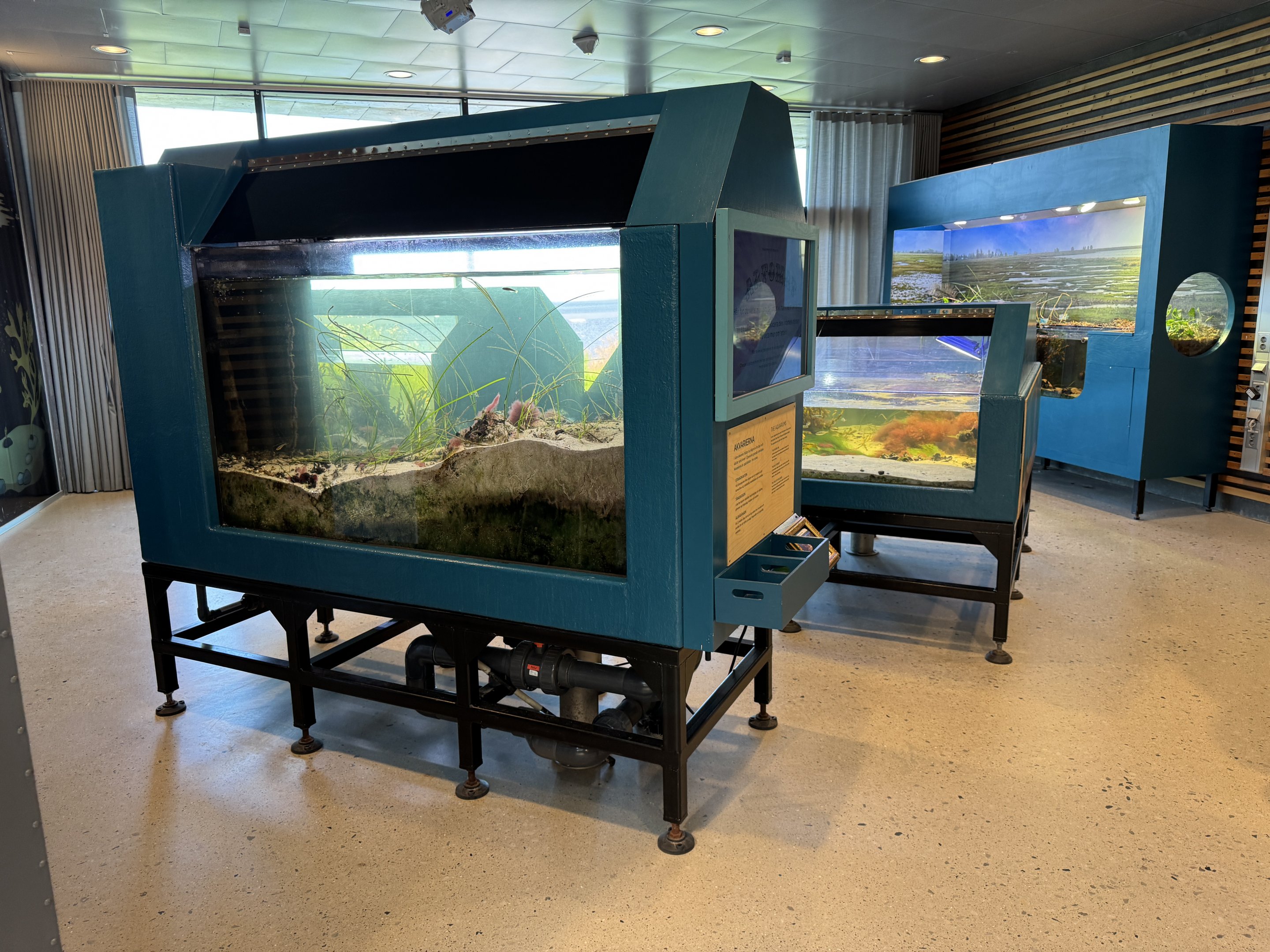 "Eelgrass meadow" aquarium / Ålgräsängen (Naturum Östersund / Marine Education Center)