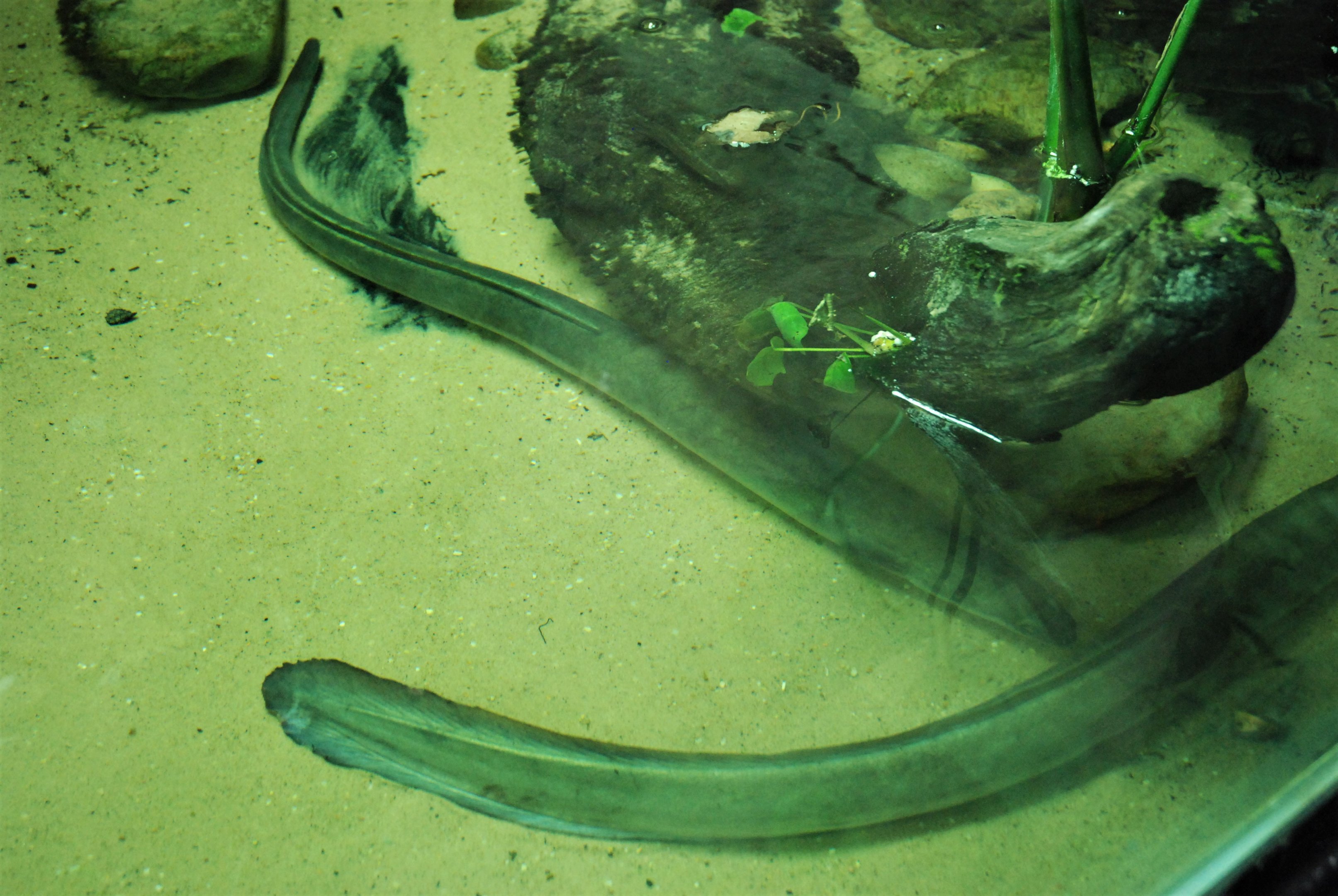 Eels at Hamerton, 19th February 2022