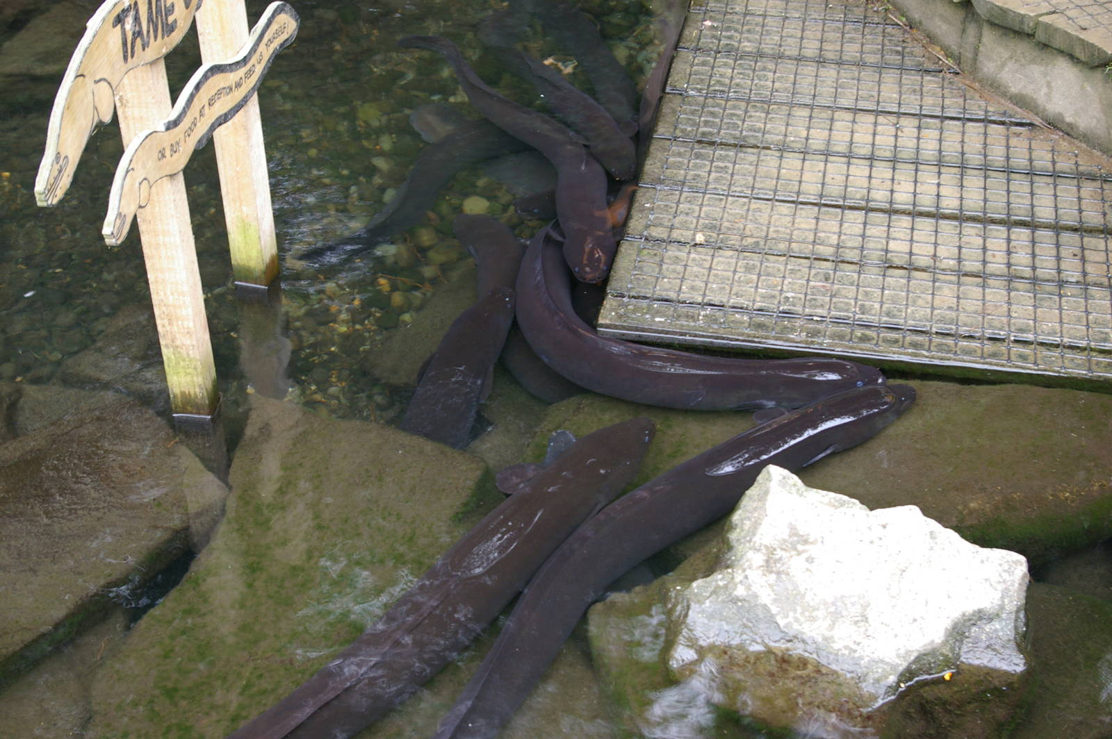 eels at Willowbank Wildlife Reserve