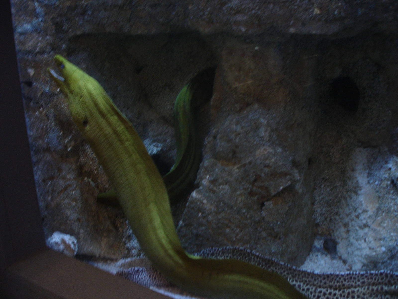 Eels