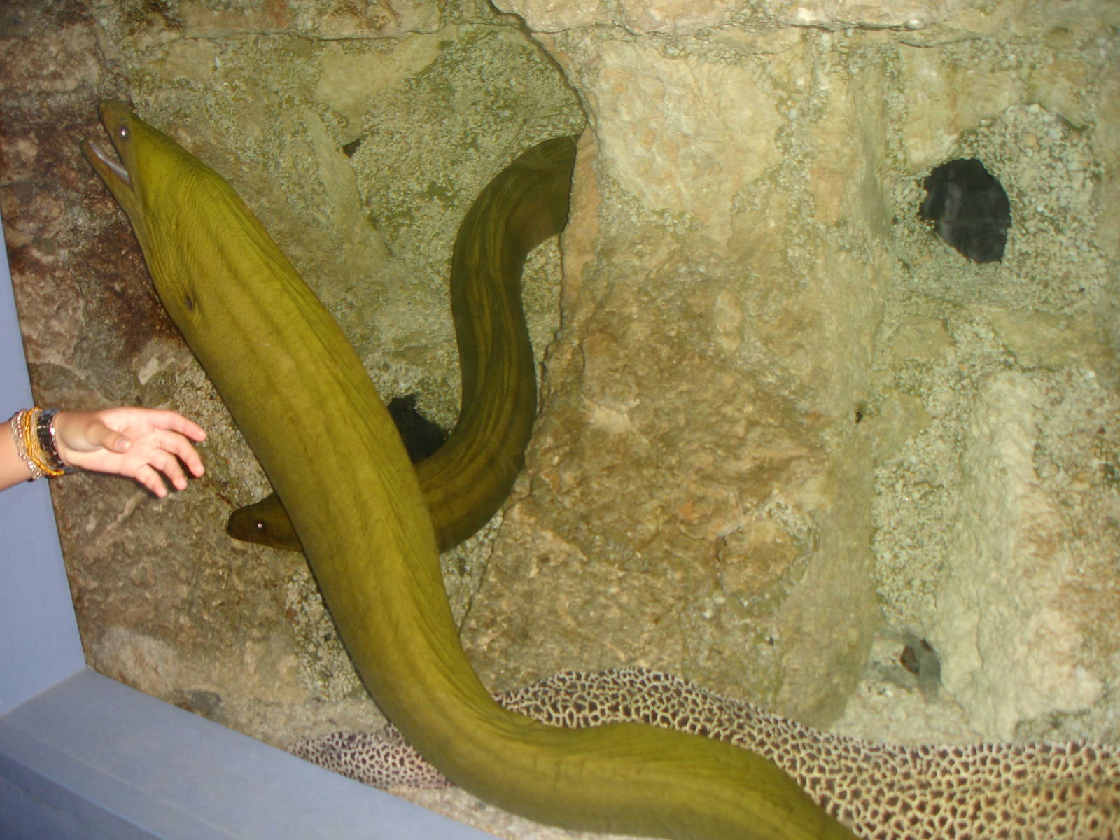 Eels
