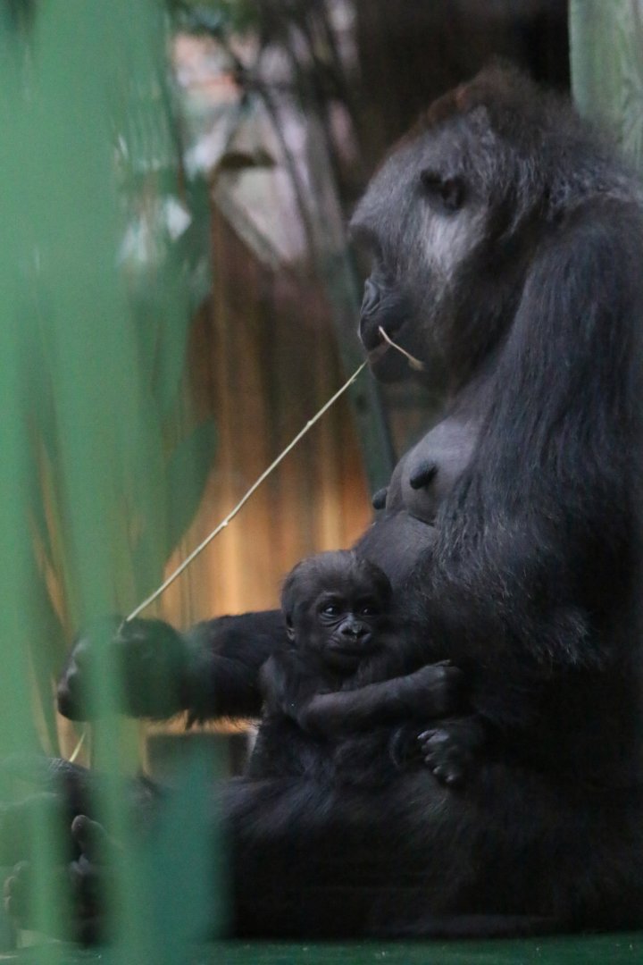 Effie and Baby (8 March)