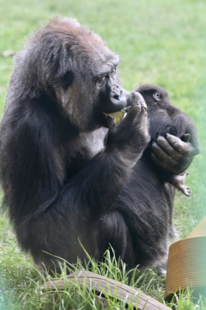 Effie & Baby Gorilla (8 March)