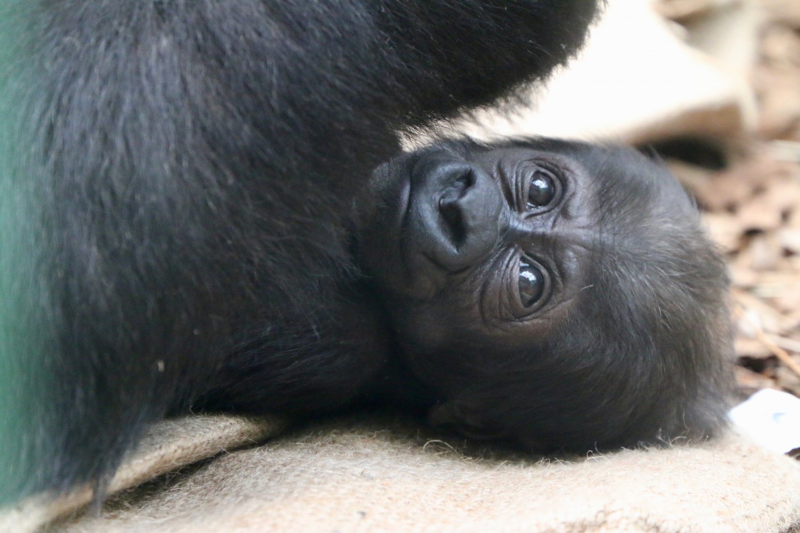 Effie's baby, 2024-03-03