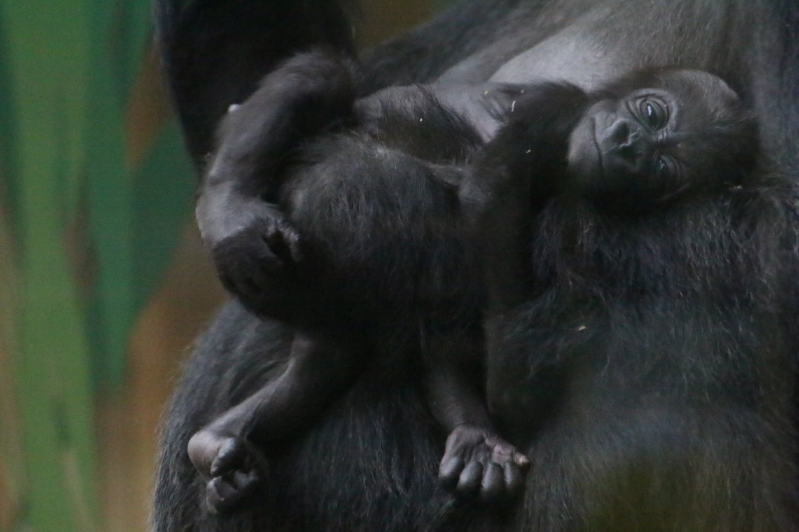 Effie's Baby (8 March)