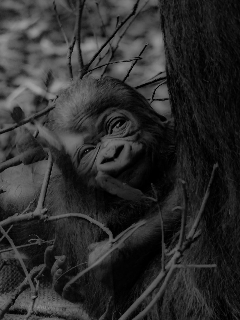 Effie's newborn baby- 9th February 2024