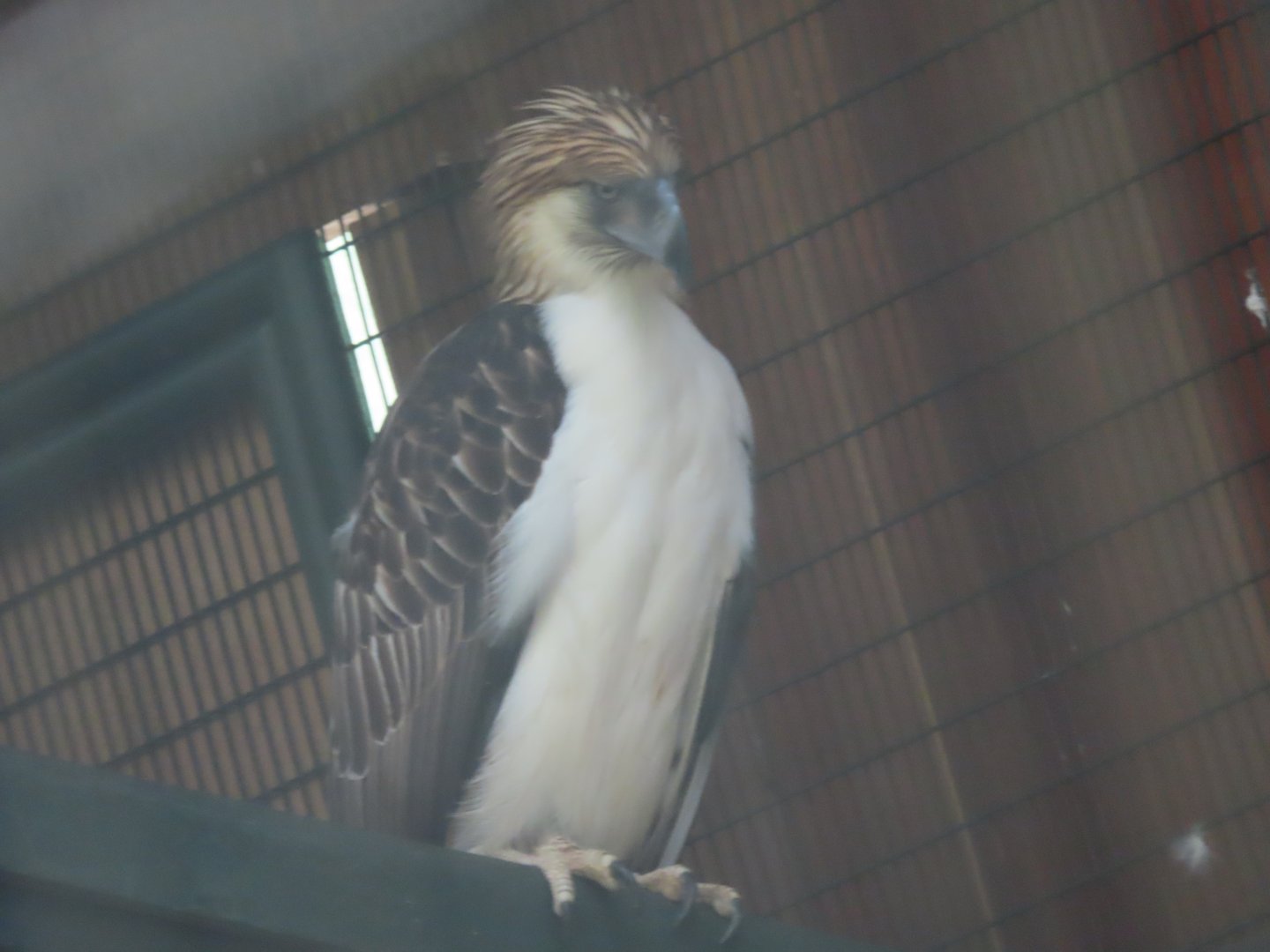 egale of philippines