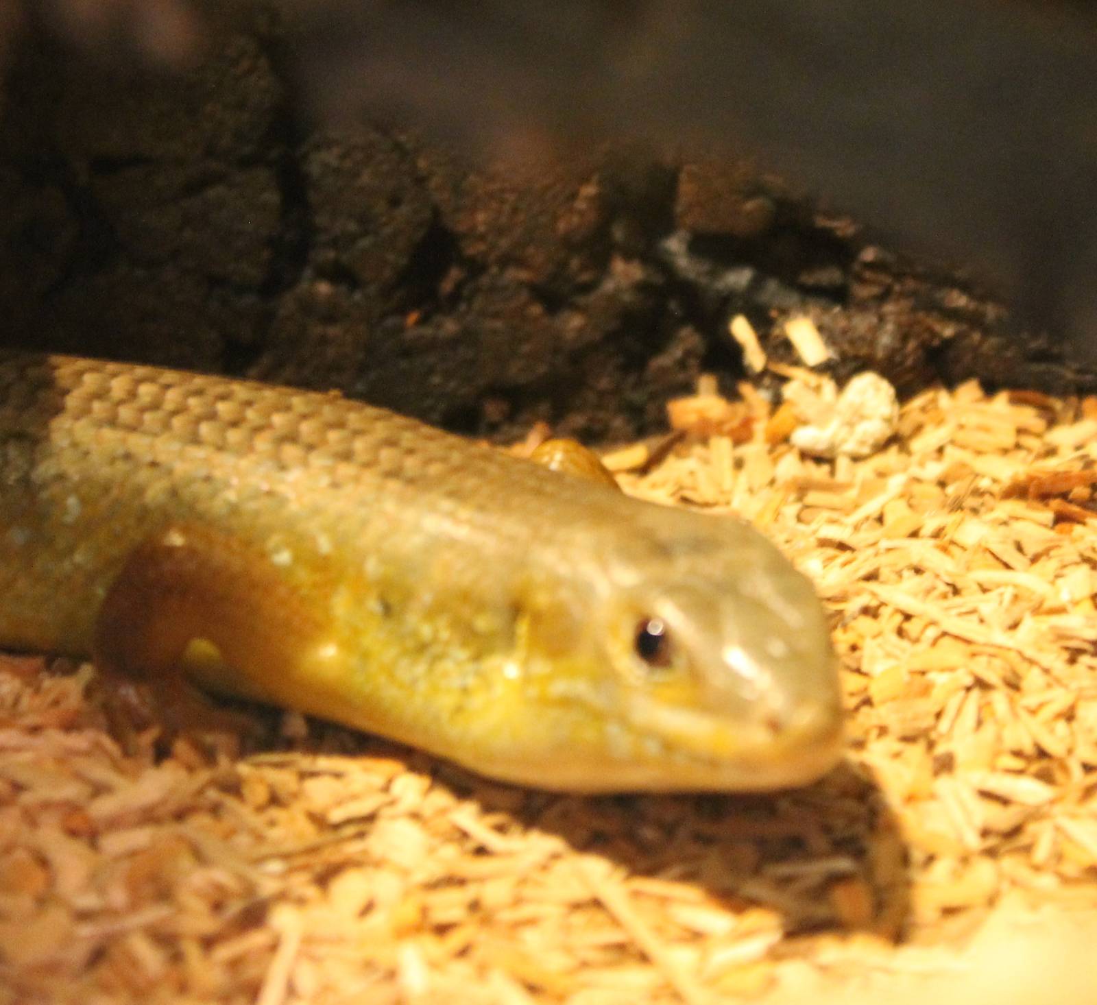 Egernia frerei