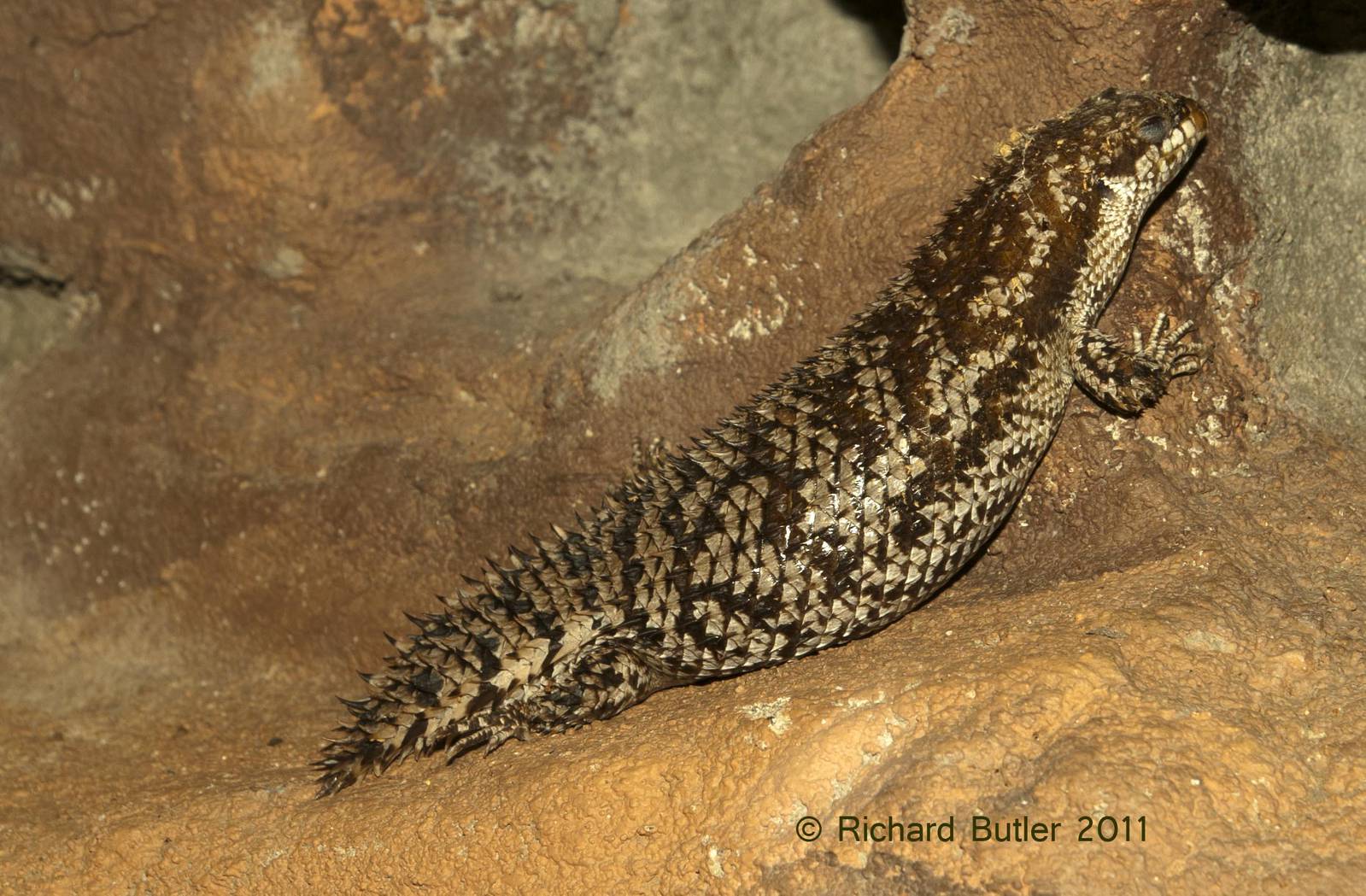 Egernia stokesii
