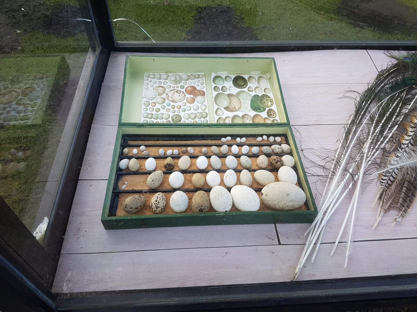Egg and Feather-display