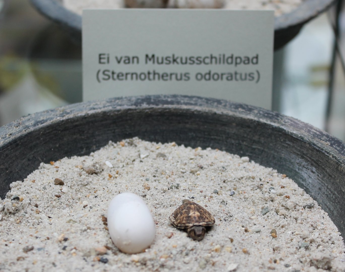 Egg and hatchling Musk turtle