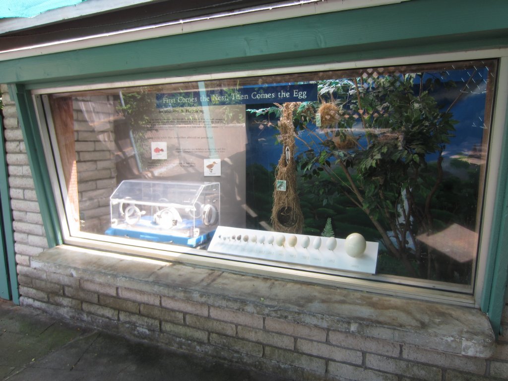 Egg and Nest Display