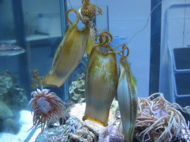 Egg cases 2015 Ray or Shark ?