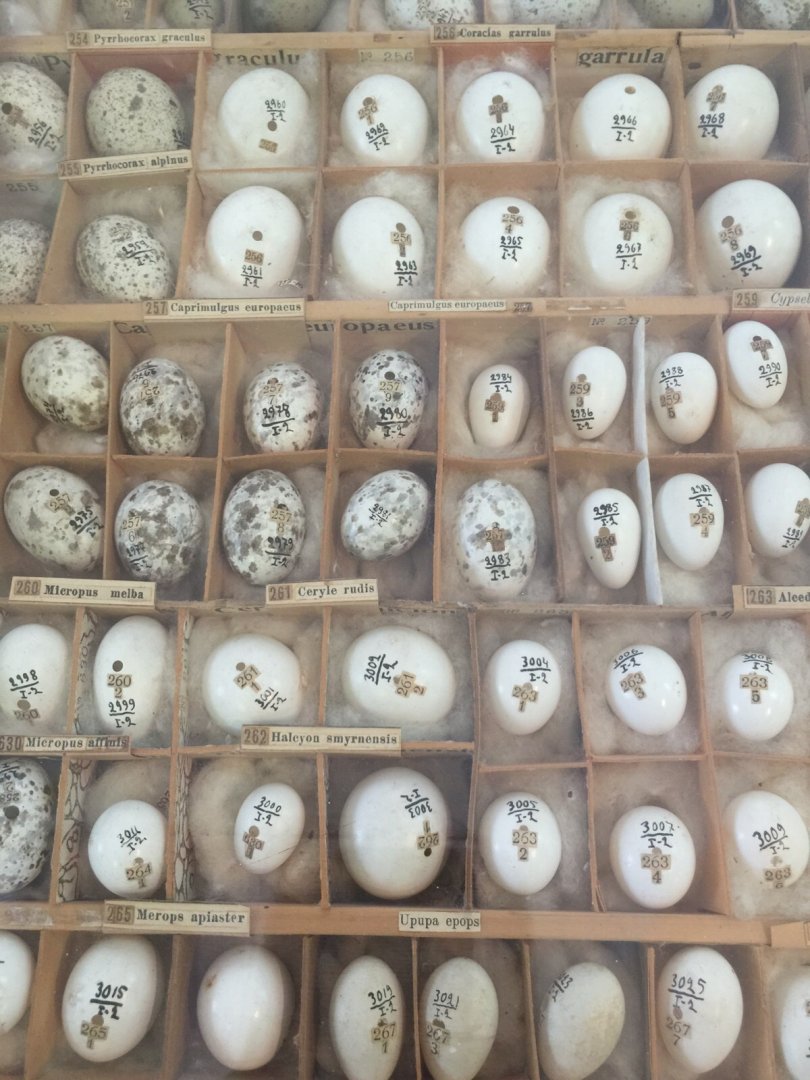 Egg collection