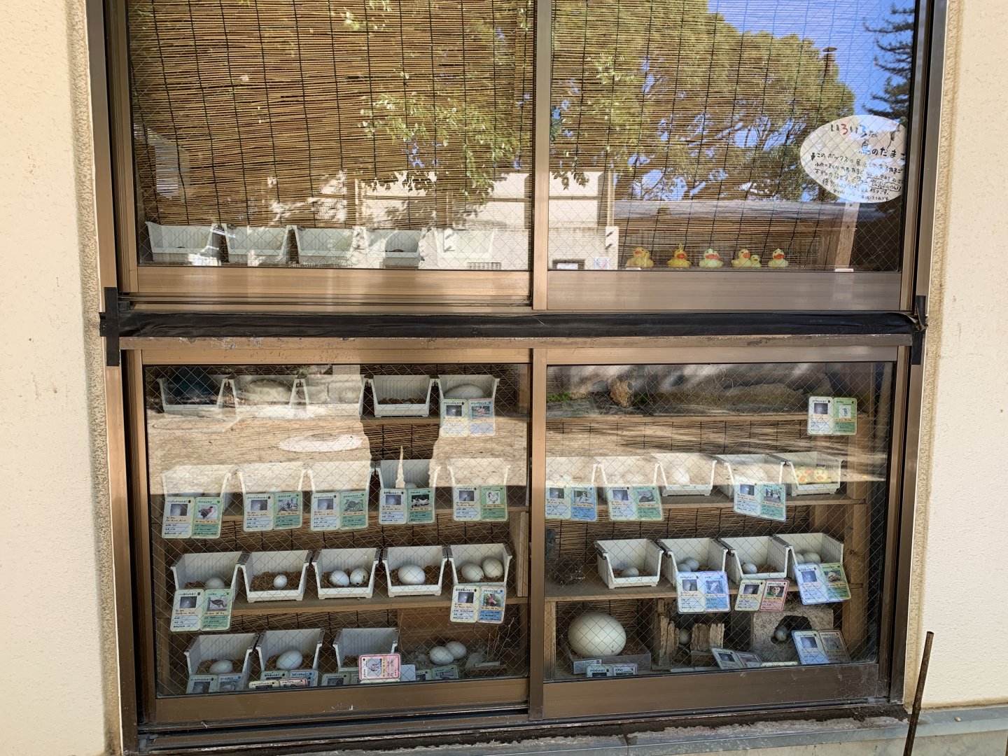 Egg Display (Himeji City Zoo)