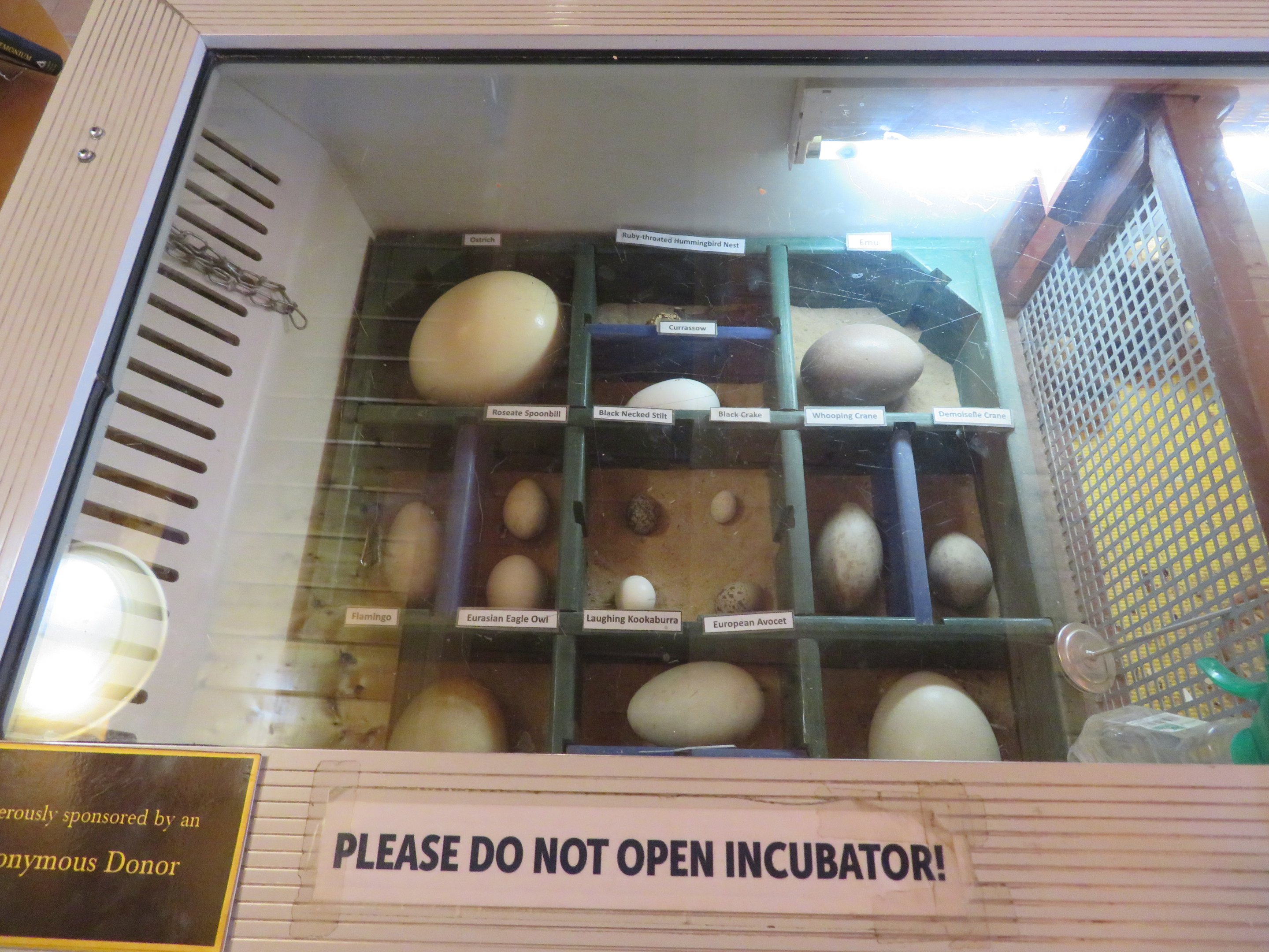 Egg Display in Incubator