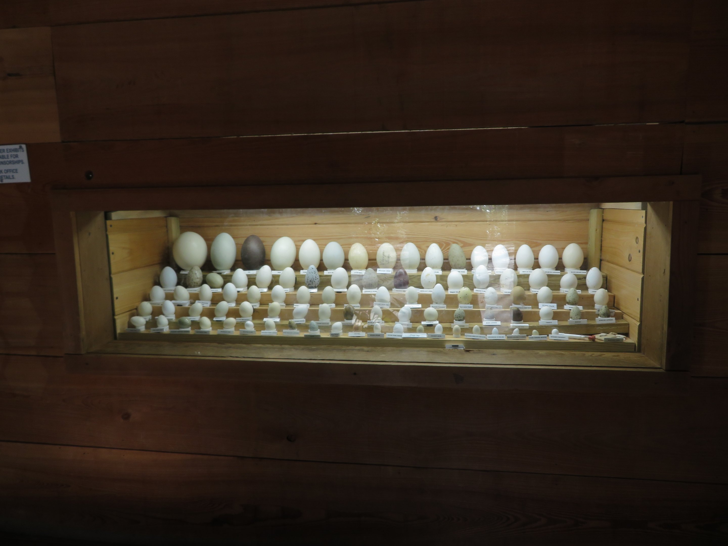 Egg Display in Restroom Building