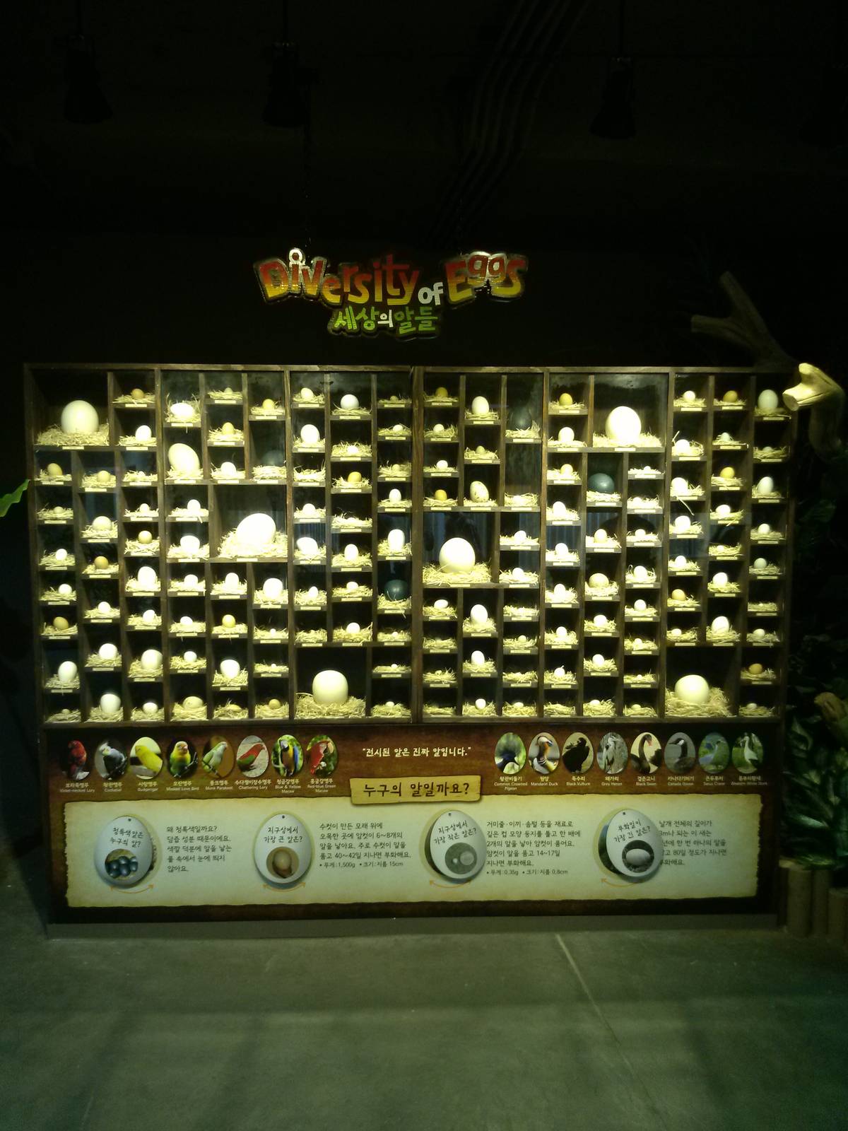 Egg display in Seoul zoo's Tropical Birds Hall