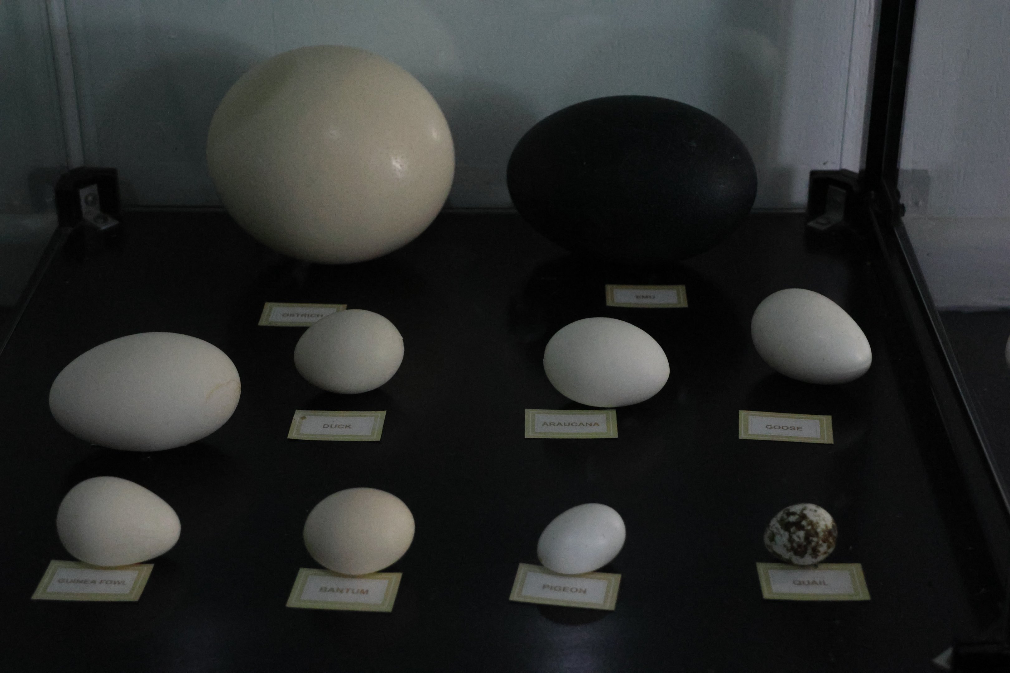 Egg display in shop (left of Duck is Turkey), Bluebank Blueberry & Emu Farm