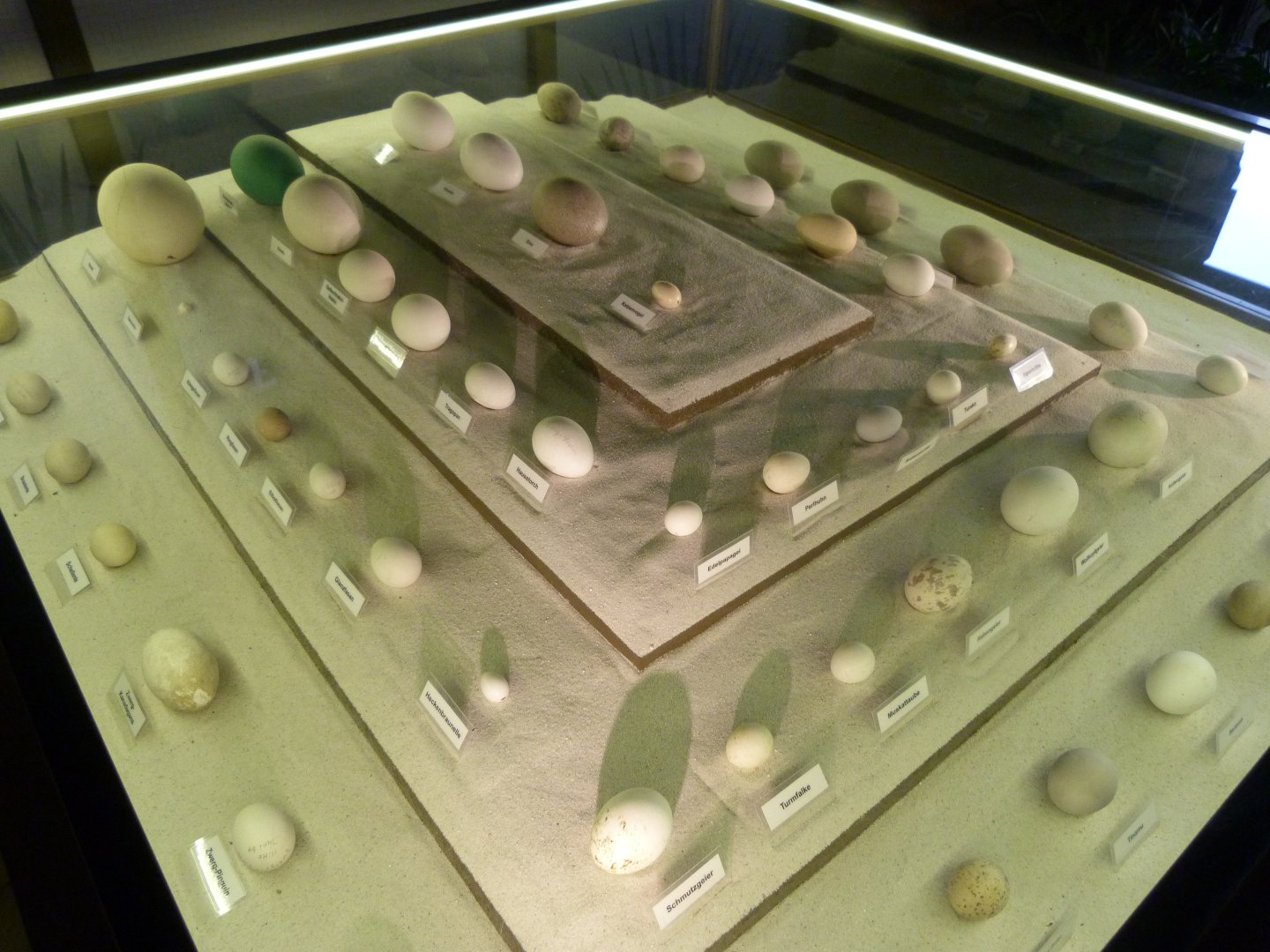 Egg display -Zoologischer Garten Berlin (2024)