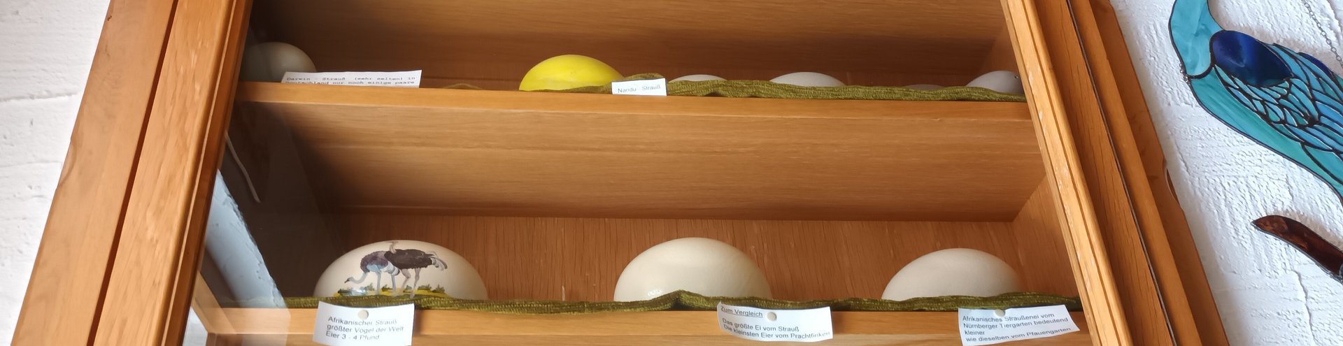 Egg Display