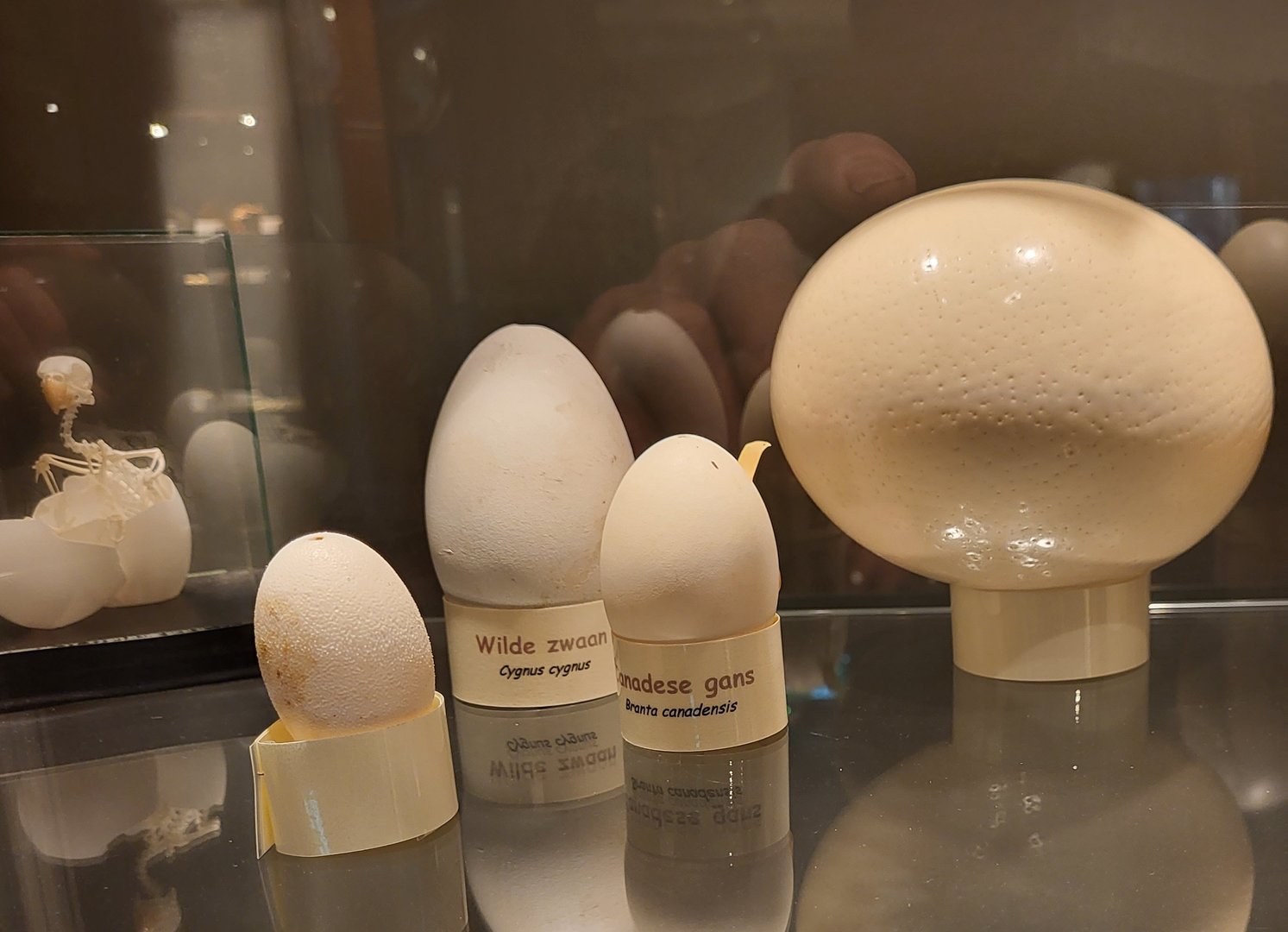 Egg-display