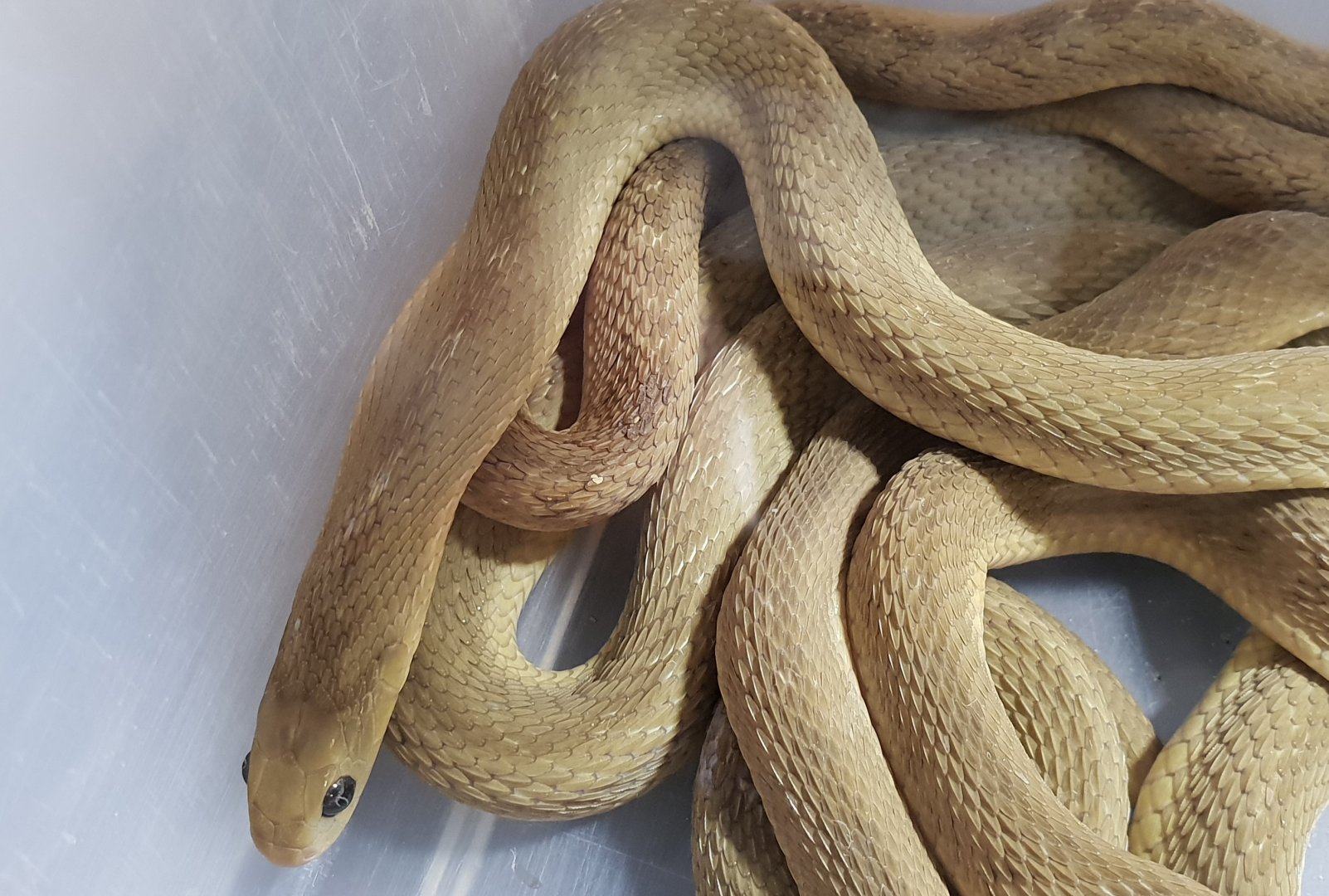 Egg-eating snake - Dasypeltis scabra